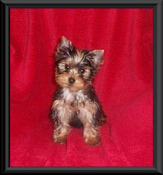 Bently