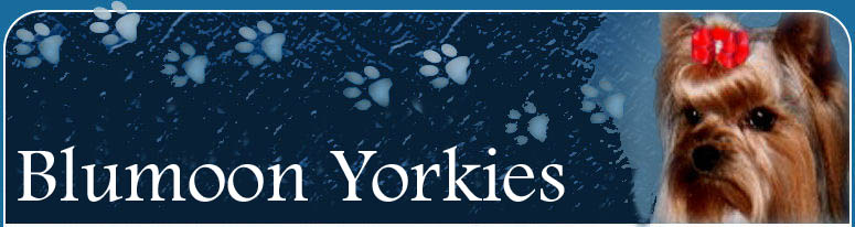 Breeders of Yorkies, Yorkie puppies, AKC Champion Yorkies and beautiful Pet yorkies, Breeder Exhibitor of Blumoon Yorkies.