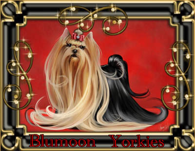 Yorkie Puppies and Yorkshire Terriers for sale in Missouri bred by Blumoon Yorkies,