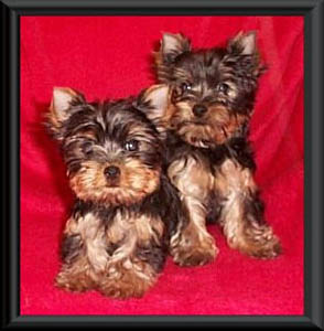 Yorkie Puppies and Yorkshire Terriers for sale in Missouri bred by Blumoon Yorkies,